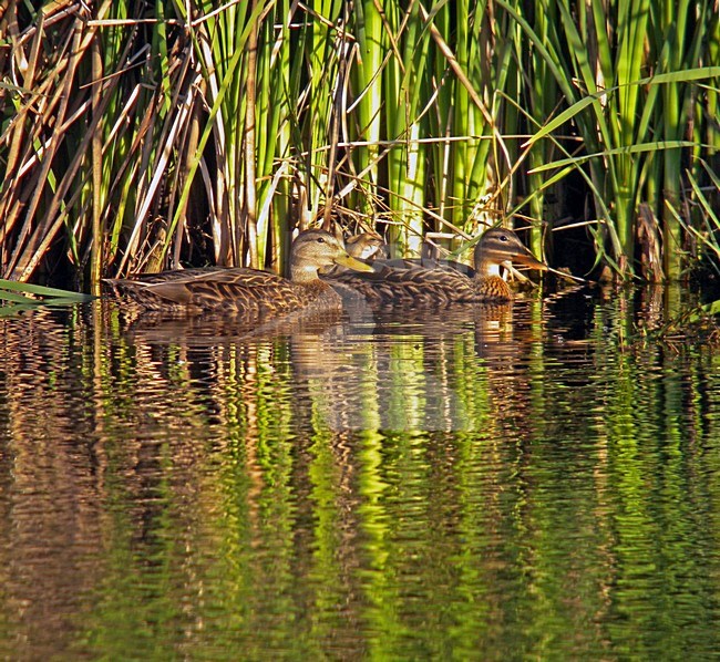 Mexicaanse Eend, Mexcian Duck, Anas diazi stock-image by Agami/Pete Morris,