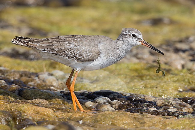 Redshank (Tringa totanus), standing in a marsh, Qurayyat, Muscat Governorate, Dhofar, Oman stock-image by Agami/Saverio Gatto,