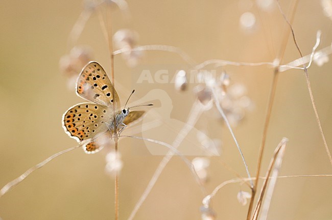 Bruine vuurvlinder, Sooty Copper stock-image by Agami/Rob de Jong,