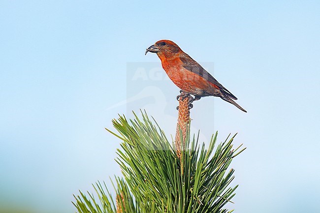 Adult male
Jefferson Co., CO
June 2023 stock-image by Agami/Brian E Small,