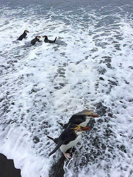 Royal Penguin (Eudyptes schlegeli) on Buckles Bay beach, Macquarie Island, Australia stock-image by Agami/Marc Guyt,