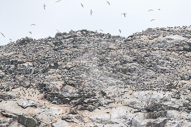 Clifftop with huge Erect-crested Penguin colony in the Bounty Islands, subantarctic New Zealand. Many seabirds flying around the cliffs, including Salvin’s Albatrosses (Thalassarche salvini). stock-image by Agami/Marc Guyt,