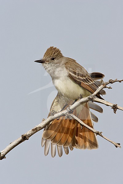 Adult 
Riverside Co., CA 
April 2006 stock-image by Agami/Brian E Small,