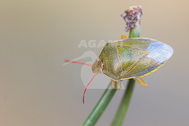 Piezodorus lituratus - Gorse shield bug
 - Ginster-Baumwanze, Germany (Baden-Württemberg), imago stock-image by Agami/Ralph Martin,
