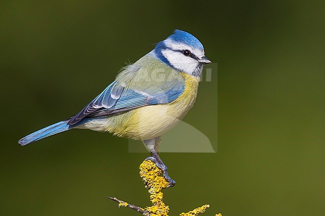 Eurasian Blue Tit (Cyanistes caeruleus), adult perched on a branch covered with lichens stock-image by Agami/Saverio Gatto,