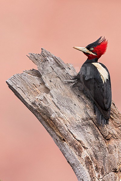 Cream-backed Woodpecker (Campephilus leucopogon) Perched on the side of dead tree in Argentina stock-image by Agami/Dubi Shapiro,