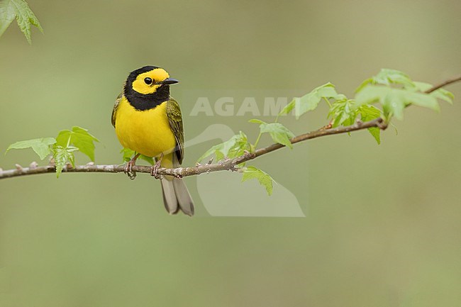 Hooded Warbler (Setophaga citrina) Perched on a branch in USA stock-image by Agami/Dubi Shapiro,