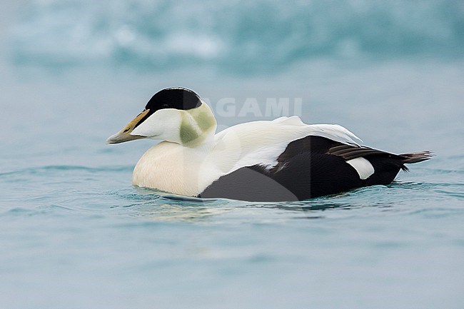 Common Eider (Somateria mollissima borealis), side view of an adult male swimming, Southern Region, Iceland stock-image by Agami/Saverio Gatto,
