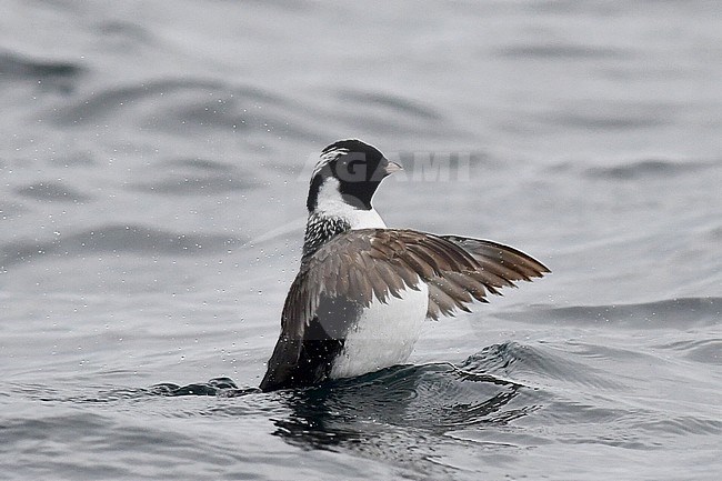 Ancient Murrelet (Synthliboramphus antiquus) swimming in pacific ocean near Ostrova Dve Gagary, Kuril islands in Russia. Flapping its wings. stock-image by Agami/Laurens Steijn,
