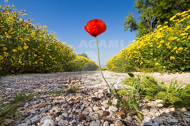Cyprus stock-image by Agami/Ralph Martin,