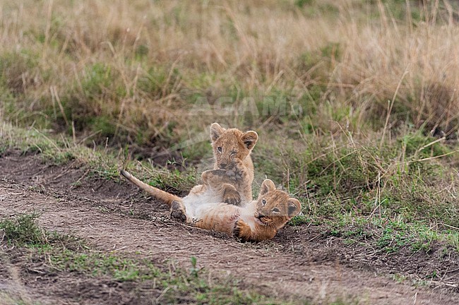 Three-month-old lion cubs, Panthera leo, playing. Masai Mara National Reserve, Kenya. stock-image by Agami/Sergio Pitamitz,
