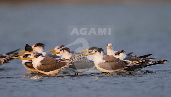 Greater Crested Tern - Eilseeschwalbe - Thalasseus bergii velox, Oman stock-image by Agami/Ralph Martin,