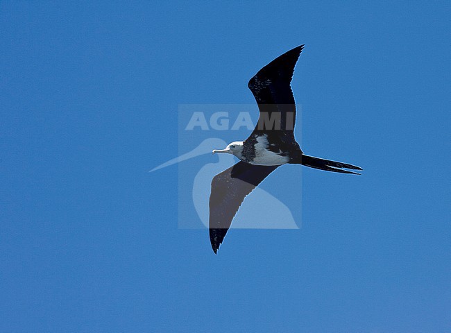 Immature Ascension Frigatebird (Fregata aquila) in flight over Ascension island in the center of the Atlantic ocean on the equator stock-image by Agami/Marc Guyt,