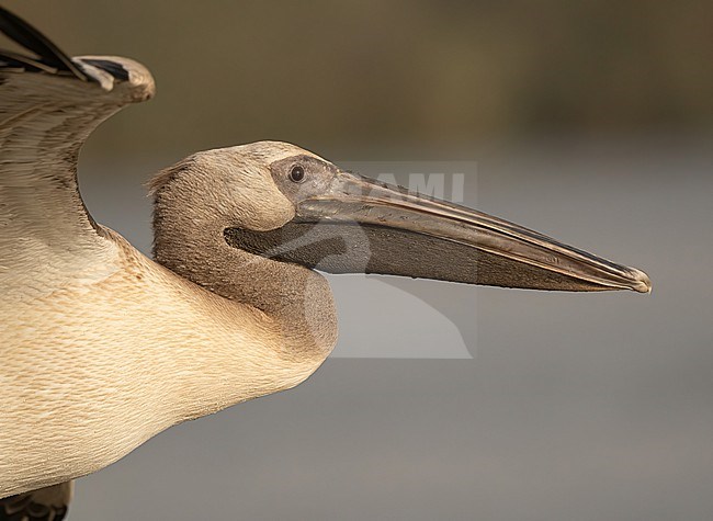 Immature Great White Pelican (Pelecanus onocrotalus) at Djoudj NP, Senegal stock-image by Agami/Eduard Sangster,