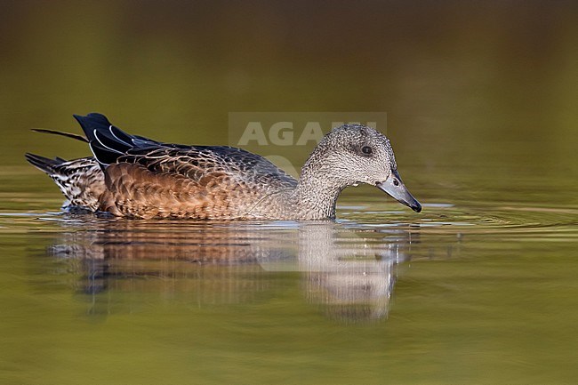 American Wigeon; Anas americana; Mareca americana stock-image by Agami/Daniele Occhiato,