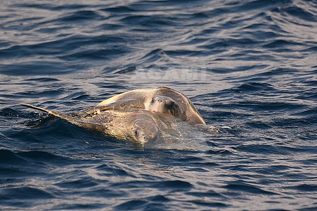 Parende Warana's; Mating Olive Ridley sea Turtle's at sea stock-image by Agami/Laurens Steijn,
