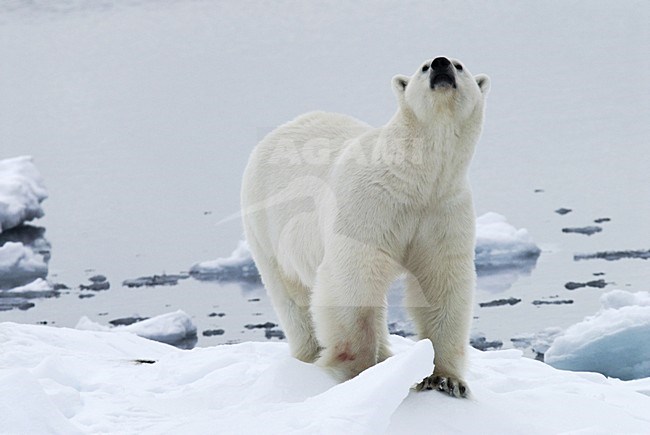  stock-image by Agami/Rob Riemer,