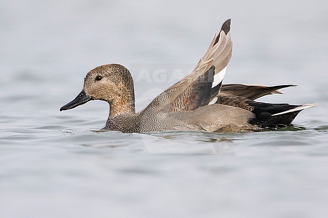 Gadwall - Schnatterente - Anas streperea, Germany, adult male in eclips stock-image by Agami/Ralph Martin,