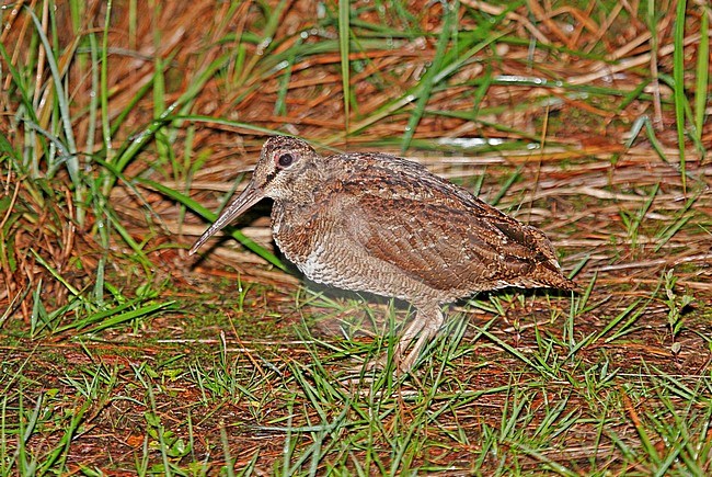 Amami Woodcock (Scolopax mira) a restricted-range endemic found only in forests on two small islands of the Amami Islands chain in South Japan. stock-image by Agami/Pete Morris,