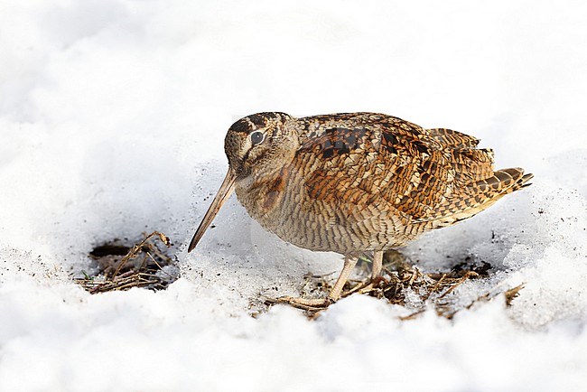 wintering woodcock; stock-image by Agami/Chris van Rijswijk,