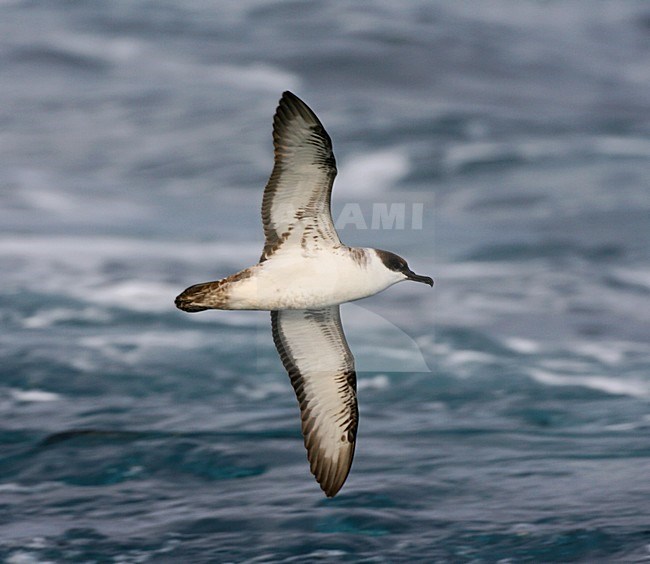 Grote Pijlstormvogel op volle zee; Great Shearwater out at sea stock-image by Agami/Marc Guyt,