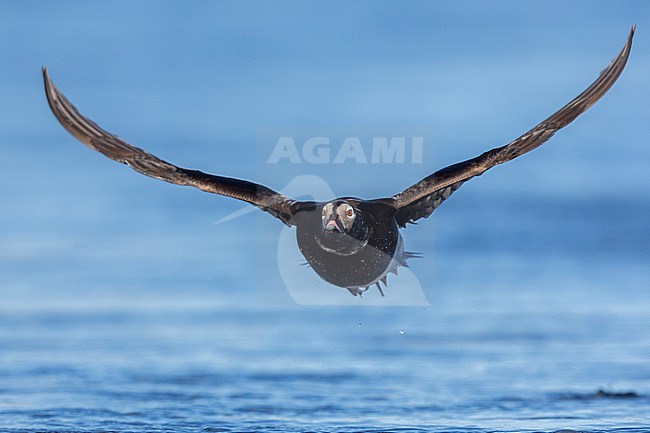 Long-tailed Duck (Clangula hyemalis), front view of an adult male in flight, Northeastern Region, Iceland stock-image by Agami/Saverio Gatto,