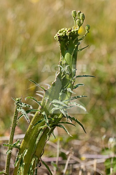 Bandvorming bij Kruiskruid; Fasciation on Ragwort stock-image by Agami/Arnold Meijer,
