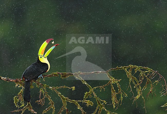 Keel-billed Toucan (Ramphastos sulfuratus) eating fruits in Costa Rica rainforest, perched on a moss covered branch. Side view, in the rain stock-image by Agami/Bence Mate,