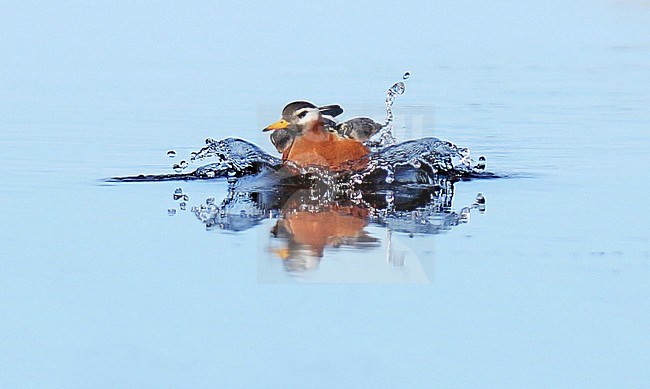 Adult Red Phalarope (Phalaropus fulicarius) in Alaska, United States, in summer plumage. Landing in the water. stock-image by Agami/Dani Lopez-Velasco,