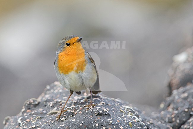 Roodborst langs de kust tijdens vogeltrek Nederland, European Robin along the coast during migration Netherlands stock-image by Agami/Wil Leurs,