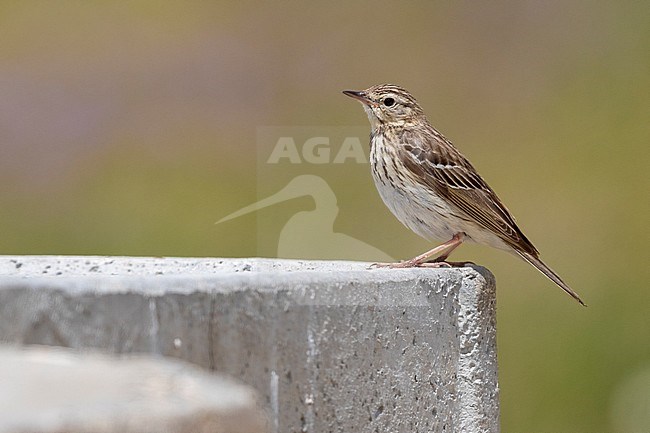 Tree Pipit (Anthus trivialis), side view of an adult perched on a wall, Abruzzo, Italy stock-image by Agami/Saverio Gatto,
