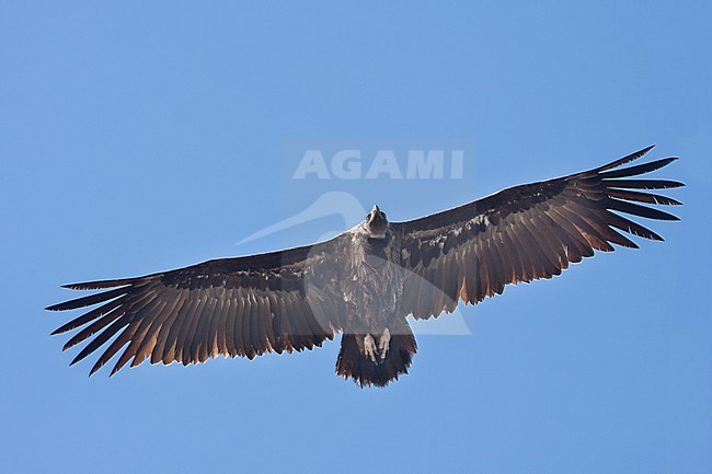 Adult Cinereous Vulture (Aegypius monachus) in flight on the Balearic Island of Mallorca, Spain. Seen from below. Flying against a blue sky as a background. stock-image by Agami/Ralph Martin,