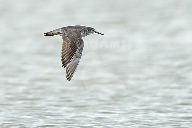 Grey-tailed Tattler (Tringa brevipes) during autumn migration in Mongolia. stock-image by Agami/Dani Lopez-Velasco,