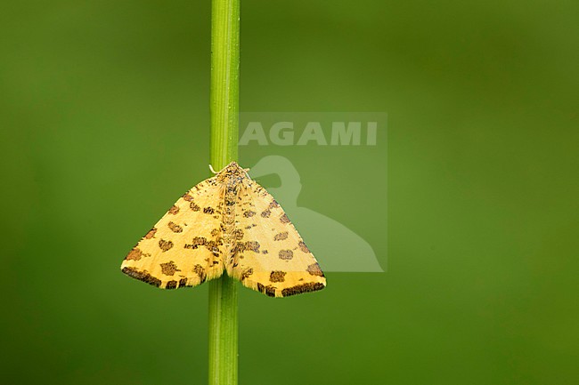 Boterbloempje; Speckled yellow; stock-image by Agami/Walter Soestbergen,
