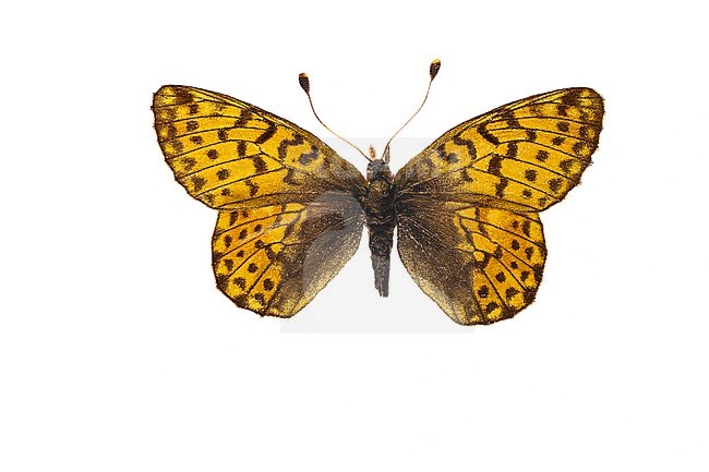 Female Shepherd's Fritillary stock-image by Agami/Wil Leurs,