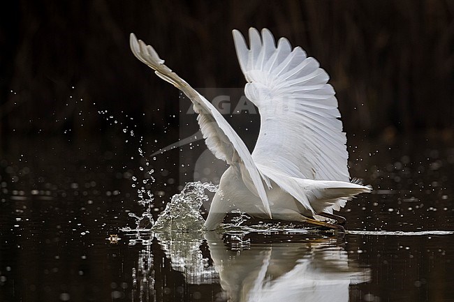 Great White Egret (Ardea alba) fishing with head under water stock-image by Agami/Daniele Occhiato,