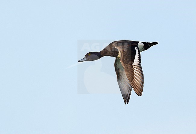 Adult male Tufted Duck (Aythya fuligula) flying with high speed in blue sky. In sideview showing upperwing stock-image by Agami/Ran Schols,
