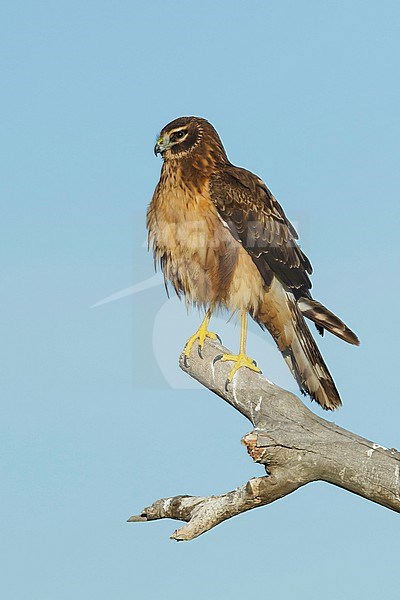 Immature Northern Harrier (Circus hudsonius) perched
Riverside Co., CA
January 2016 stock-image by Agami/Brian E Small,