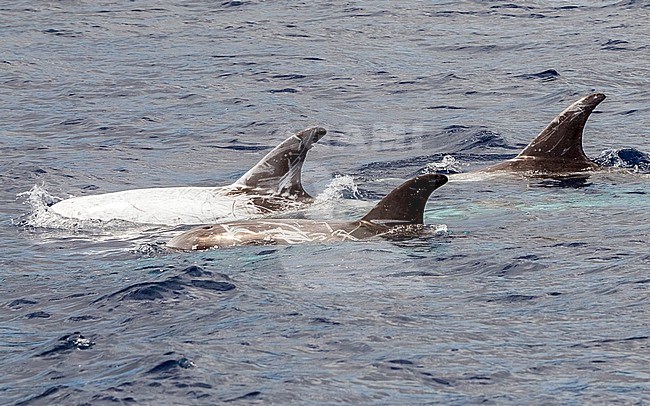 Risso's Dolphin swiming off Graciosa, Azores. August 2012. stock-image by Agami/Vincent Legrand,