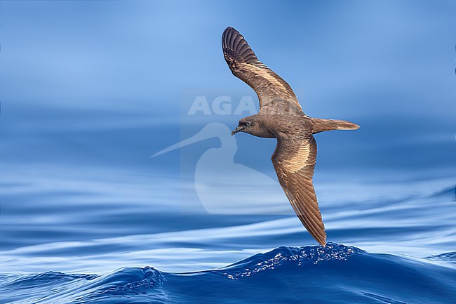 Bulwer's Petrel (Bulweria bulwerii) in flight over the atlantic ocean off Madeira, Portugal. stock-image by Agami/Daniele Occhiato,