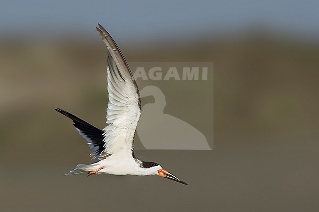 Adult Black Skimmer (Rynchops niger)
Galveston Co., Texas, USA stock-image by Agami/Brian E Small,