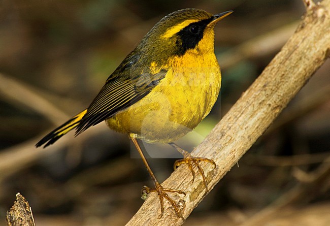 Wintering male Golden Bush Robin, Tarsiger chrysaeus, at Sat Tal, india. stock-image by Agami/Marc Guyt,