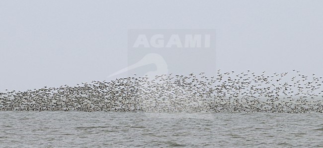  stock-image by Agami/Rob Riemer,