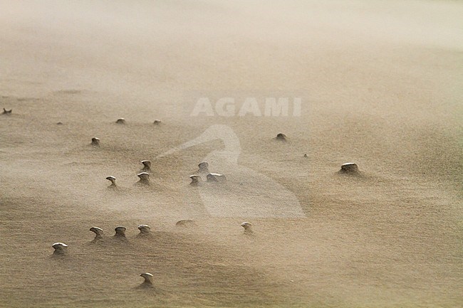 Drifting sand in storm wind blowing over the beach detail of shells in sand. stock-image by Agami/Menno van Duijn,