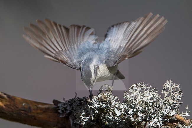 Corsicaanse Boomklever foeragerend in denneboom; Corsican Nuthatch foraging in pinetree stock-image by Agami/Daniele Occhiato,