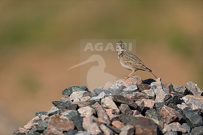 Crested Lark (Galerida cristata ssp. cristata) looking directly into the camera while sitting on a stones at a creation site stock-image by Agami/Mathias Putze,