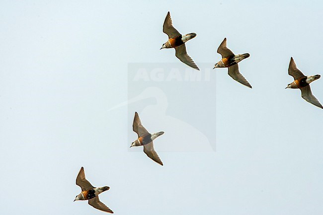 Adult Eurasian Dotterels (Charadrius morinellus) during spring migration on Wadden Island Texel in the Netherlands. Flock flying overhead. stock-image by Agami/Marc Guyt,
