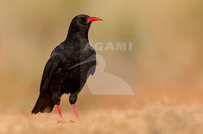 Red-billed Chough, Pyrrhocorax pyrrhocorax, at water pool in the steppes near Belchite, Spain. stock-image by Agami/Marc Guyt,