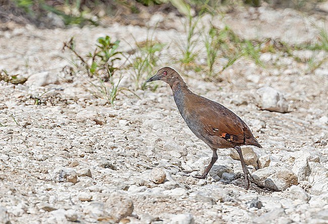 Woodford's Rail (Hypotaenidia woodfordi) in the Solomon Islands. Crossing the road on Malaita island. stock-image by Agami/Pete Morris,