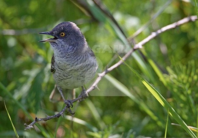 Volwassen mannetje Sperwergrasmus in struik; Adult male Barred Warbler perched in a bush stock-image by Agami/Markus Varesvuo,